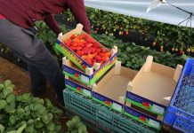 Brak rąk do pracy w Hiszpanii