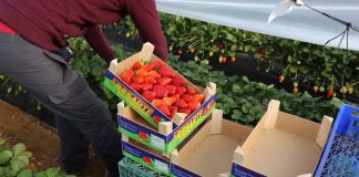 Brak rąk do pracy w Hiszpanii