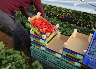 Hiszpański plantator dostaje 1 euro za kilogram truskawek!