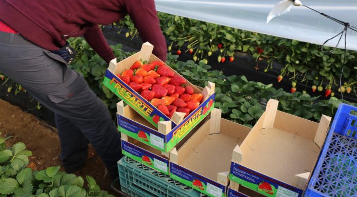 Brak rąk do pracy w Hiszpanii