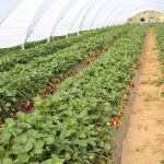 IMG_8494huelva_strawberry