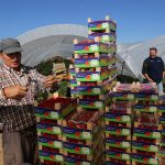IMG_8540huelva_strawberry