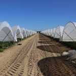 IMG_8553huelva_strawberry