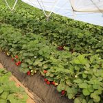 Struktura uprawy truskawek w Hiszpanii – coraz więcej odmian w uprawie