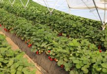 Struktura uprawy truskawek w Hiszpanii – coraz więcej odmian w uprawie