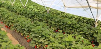 Struktura uprawy truskawek w Hiszpanii – coraz więcej odmian w uprawie