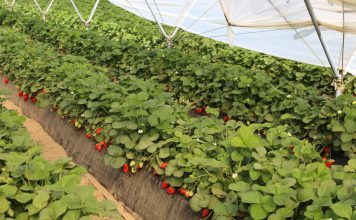 Struktura uprawy truskawek w Hiszpanii – coraz więcej odmian w uprawie