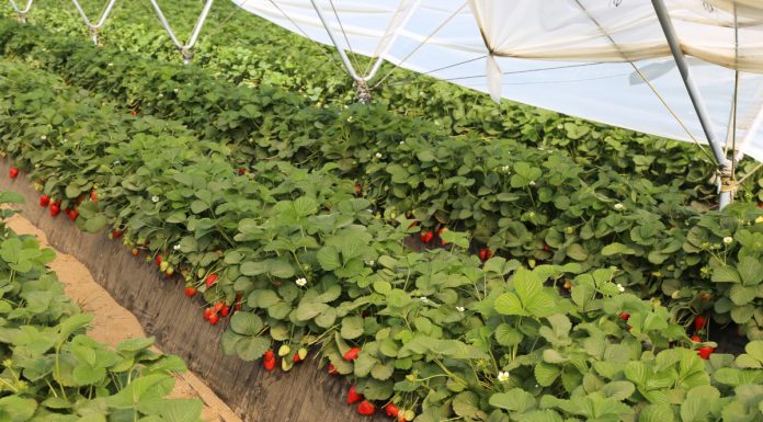 Struktura uprawy truskawek w Hiszpanii – coraz więcej odmian w uprawie