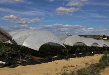 Zima w Hiszpanii i jej wpływ na produkcję jagodowych