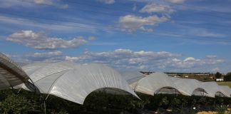 Zima w Hiszpanii i jej wpływ na produkcję jagodowych