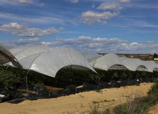Potężne zniszczenia plantacji jagodowych w Hiszpanii i Maroko