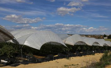 Potężne zniszczenia plantacji jagodowych w Hiszpanii i Maroko
