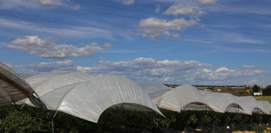 Potężne zniszczenia plantacji jagodowych w Hiszpanii i Maroko