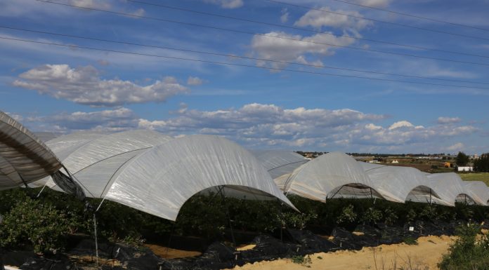 Zima w Hiszpanii i jej wpływ na produkcję jagodowych