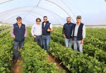 Truskawki w technologii NHDelta