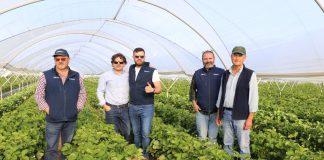 Truskawki w technologii NHDelta