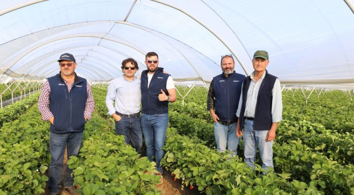 Truskawki w technologii NHDelta