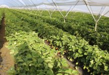 Zbiory jagodowych w Hiszpani w sezonie 2021/22 – czy będą większe?