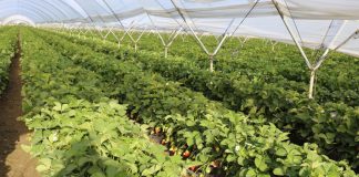 Zbiory jagodowych w Hiszpani w sezonie 2021/22 – czy będą większe?