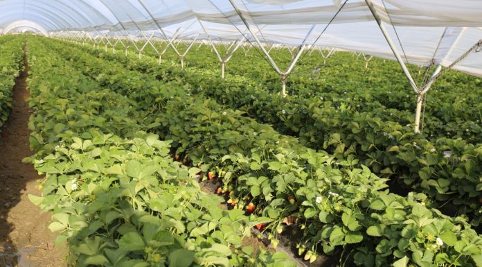 Zbiory jagodowych w Hiszpani w sezonie 2021/22 – czy będą większe?