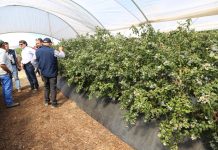 Borówka południowa w Hiszpanii – rekomendacje