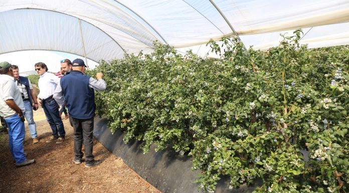 Borówka południowa w Hiszpanii – rekomendacje