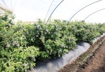 Trudny czas dla hiszpańskich producentów borówek