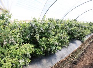 Trudny czas dla hiszpańskich producentów borówek
