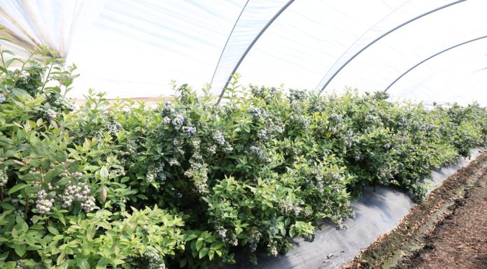 Trudny czas dla hiszpańskich producentów borówek