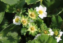 Rekomendacje nawozowe na czas kwitnienia truskawek