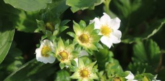 Rekomendacje nawozowe na czas kwitnienia truskawek