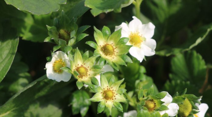 Rekomendacje nawozowe na czas kwitnienia truskawek