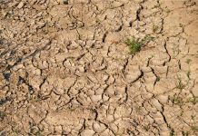 Nawadnianie upraw podczas suszy