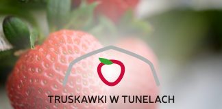 Projekt „Truskawki w tunelach” – pierwsze spotkanie już 8 maja