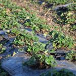 fot. 3. Asia na zagonach ściólkowanych czarną folią plska centalnaporzeczki_2