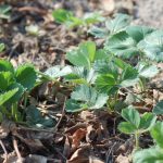 fot. 4. Asia pod włókniną lubelszczyzna 8.04.porzeczki_2