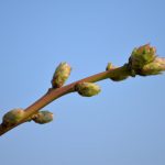 fot. 5. bluecrop 9.04