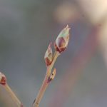 fot. 'Bluecrop’, 09.04.18