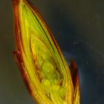 fot.7. 1 wed+éug skali Aurora