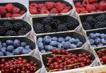 Opakowania na owoce czyste i w pełni przetwarzalne