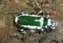 Grzyby do zwalczania szkodników roślin jagodowych