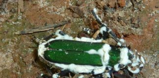 Grzyby do zwalczania szkodników roślin jagodowych