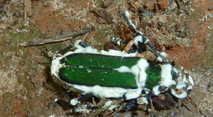 Grzyby do zwalczania szkodników roślin jagodowych