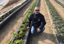 Truskawki z Flevoplant w projekcie „Truskawki w tunelach”