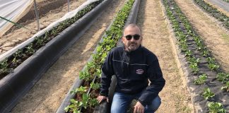 Truskawki z Flevoplant w projekcie „Truskawki w tunelach”