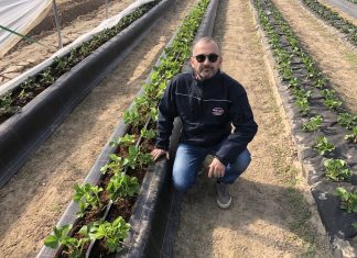 Truskawki z Flevoplant w projekcie „Truskawki w tunelach”