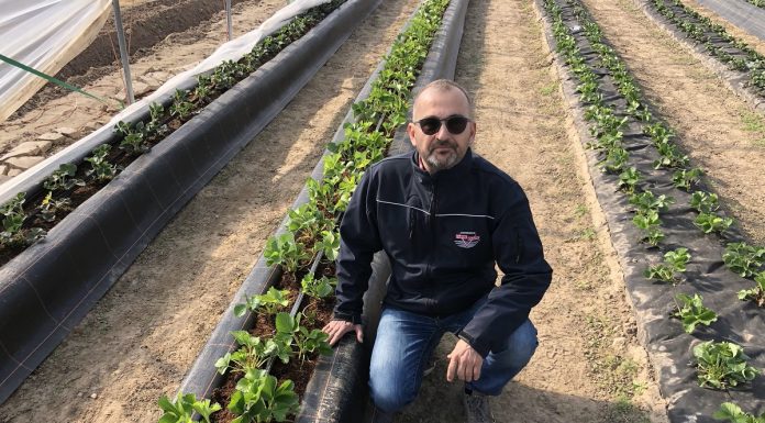 Truskawki z Flevoplant w projekcie „Truskawki w tunelach”