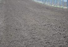 Podłoże popieczarkowe – czy można je stosować w ogrodnictwie?