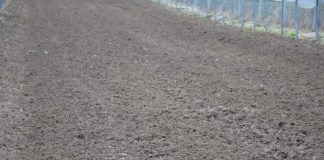 Podłoże popieczarkowe – czy można je stosować w ogrodnictwie?