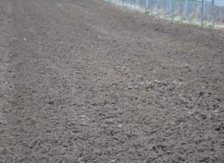 Podłoże popieczarkowe – czy można je stosować w ogrodnictwie?